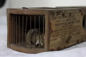 馆员打扫有155年历史的捕鼠器，竟看到一只“转世轮回”的老鼠图片