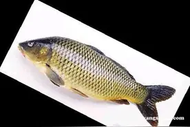 常吃这食物60岁都能黑发及腰图片