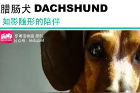 他曾是最流行10大犬种之一,却因战争险些绝迹图片