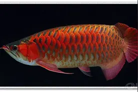 养鱼风水之罗汉龙鱼篇图片