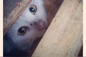 抢救猫狗大战！ 动物组织成功救出将被食用的600只猫图片