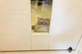 求求主人放我进去，猫星人被锁门外表情超哀怨图片