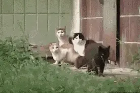 谁说老鼠怕猫的，它们是一对嬉戏打闹的好朋友好吗？图片