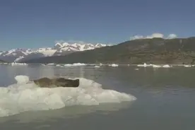 小海豹沉浸梦中玩漂流，突然远处有人向它打招呼，它反应好萌图片