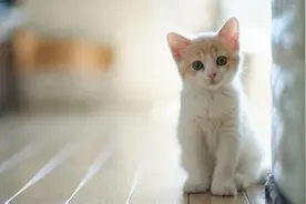 养一只小猫该注意的事情图片