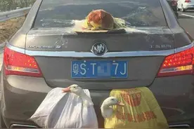 高速公路春节奇景！轿车挂2活鸭，肥鸡牢牢黏车厢，画面太有喜感图片