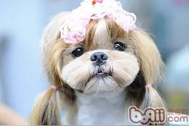 世界上最笨的10种狗狗，那么漂亮的阿富汗猎犬竟然排名第一！图片