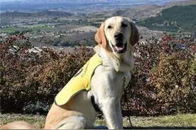 这只导盲犬见到偶像布鲁托真的太兴奋了，但主人却命令它趴下图片