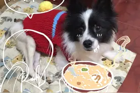 北京“坐轮椅的狗狗”寻主走红图片