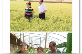 王俊英创新工作室 农田绿海领航人图片