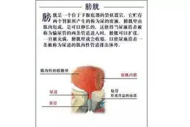 膀胱的功能与中医治疗图片