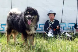 国内仅次于藏獒的名犬：蒙古獒也卖到几十万一条图片