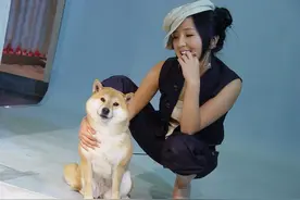 日本国宝级名犬:柴犬每条卖价1.2万血缘起源中华田园犬图片