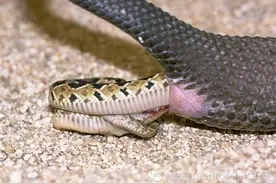 蛇类的繁衍图片