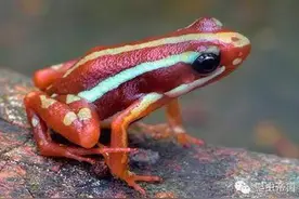 你是否已“五毒”俱全？图片