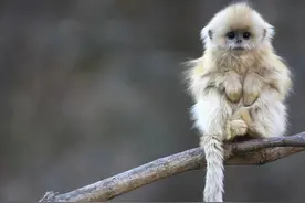 只会用Monkey表示猴子？猴年快学些跟「猴」相关的英语吧！图片