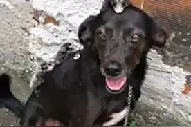 负鼠妈妈被杀死后，小母狗自告奋勇背起这些孤儿宝宝抚养图片