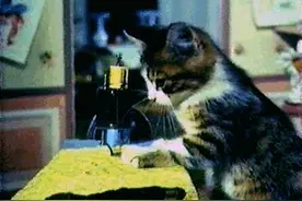 今儿和喵星人较量乒乓球，本想玩玩它，可结果竟被它一招封杀！图片