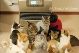 吸引超过12只喵星人！猫召唤神器，竟然是它！猫奴们值得拥有！图片