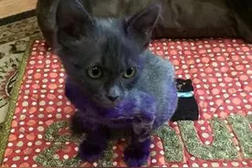 可悲的斗牛犬玩具！它被救援时恐惧的眼神，让人深深刺痛！图片