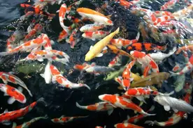 西安小袁耍锦鲤之入门篇1图片