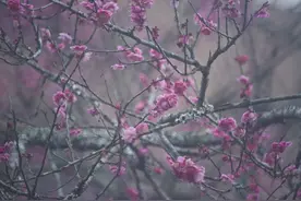 日本梅花开放图片
