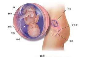 怀孕第4周：受精卵着床图片