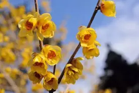 周末出游必备！连云港赏花月历，带你看遍花花港城。图片