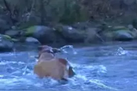 本以为这只狗狗只是在河中嬉戏玩水，但随后就被狗狗的举动惊呆了图片