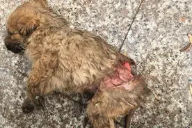 这只狗被车撞了之后，整个后腿皮开裂似剥皮，场面不忍直视！图片