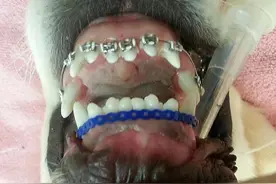 女子嫌弃自家爱犬牙齿长得不好，没想到竟然对它这样做！图片