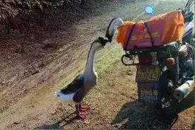 那锅网红鹅算什么，重庆这些店的鹅肉才叫巴适！图片