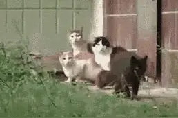 当喵星人遇到它后，竟被吓成这般模样！瞧那熊样，是伪喵星人吗？图片