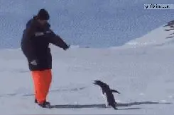 搞笑萌宠趣事：终于明白鹅生为何如此艰难！看完太为它们智商捉急图片