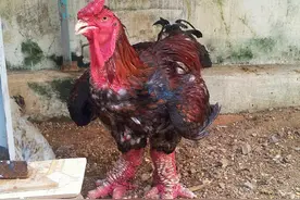 这种鸡的爪子粗得像酒瓶，一对一万五，看到真是把人吓傻了！图片