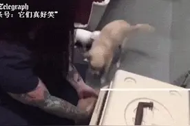 小母狗被救助后和狗宝宝团聚，母爱很伟大图片