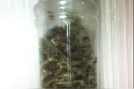 奇葩！乌鲁木齐机场一旅客带整瓶毒蝎子登机被查图片