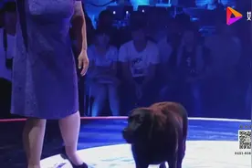 导盲犬几年未见主人，主人上台爱犬依然记得，场面太感人！视频封面