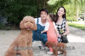 霍思燕养了一只巨型的泰迪，有人曾想花600万买走却被拒绝视频封面