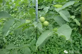 惊！这核桃当年栽种 当年挂果 不得了！图片