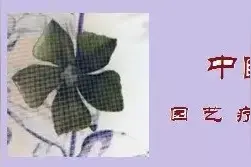 适之植物景观与美学 罗汉松在庭院运用图片