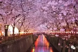 出手要赶早！2017年日本樱花满开时间表出炉！图片