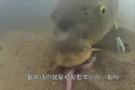 水里的鱼究竟是怎么上钩的小哥用水下相机记录全过程