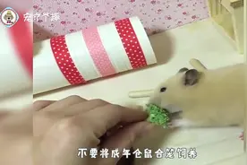 刚出生的仓鼠宝宝怎么养娃不好带啊，鼠妈妈心累崩溃