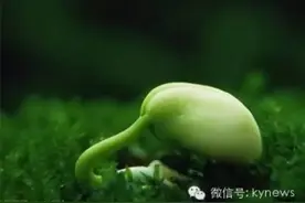 开原市种子管理站开展种子安全知识宣传活动图片