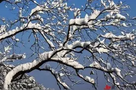 温州这个倔强的boy......总算下雪了！图片