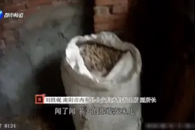 “黑心老板”从农户手中低价收购劣质花生，榨“毒油”！严重可导致肝癌甚至死亡，封存的“毒花生油”已经被销毁！视频封面