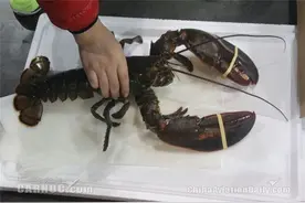 首架南美活体龙虾生鲜包机空降郑州图片