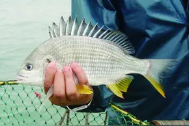 放松身心 去诏安观万亩梅海图片