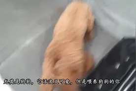 为什么狗狗会歪头看你真正的答案在这里，快来看看吧！视频封面